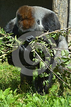 Gorillas are ground-dwelling, predominantly herbivorous