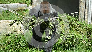 Gorillas are ground-dwelling, predominantly herbivorous