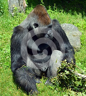 Gorillas are ground-dwelling, predominantly herbivorous