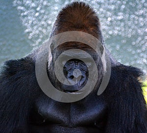 Gorillas are ground-dwelling, predominantly herbivorous apes