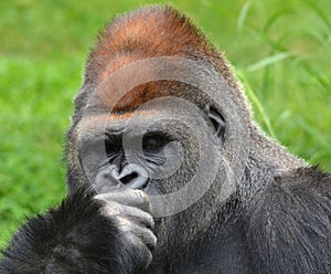 Gorillas are ground-dwelling, predominantly herbivorous apes