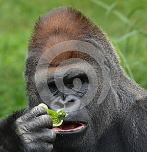 Gorillas are ground-dwelling, predominantly herbivorous apes