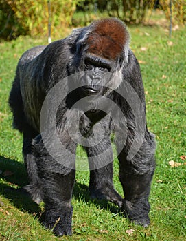 Gorillas are ground-dwelling, predominantly herbivorous apes