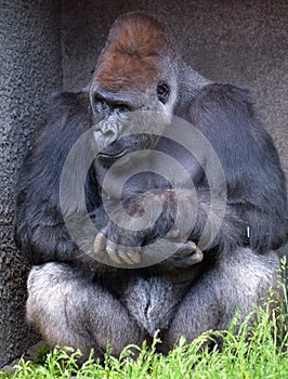 Gorillas are ground-dwelling, predominantly herbivorous apes