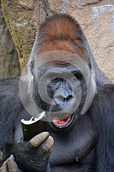 Gorillas are ground-dwelling, predominantly herbivorous apes