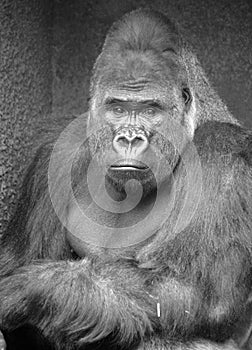 Gorillas are ground-dwelling, predominantly herbivorous apes photo