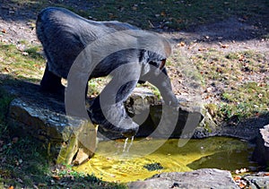 Gorillas are ground-dwelling, predominantly herbivorous apes photo