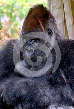 Gorillas are ground-dwelling, predominantly herbivorous apes