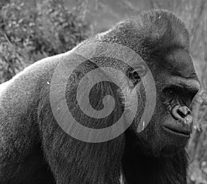 Gorillas are ground-dwelling, predominantly herbivorous apes photo