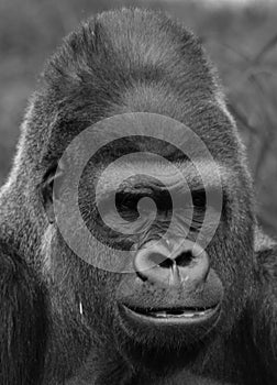 Gorillas are ground-dwelling, predominantly herbivorous apes photo