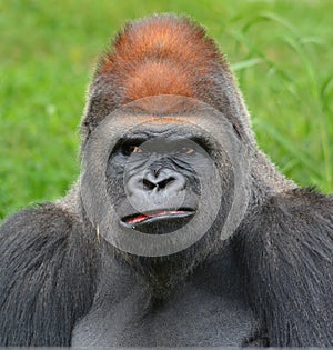 Gorillas photo
