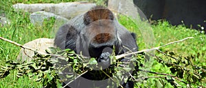 Gorillas are ground-dwelling, predominantly herbivorous photo