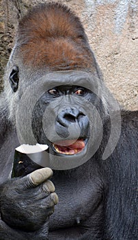 Gorillas are ground-dwelling, predominantly herbivorous apes photo