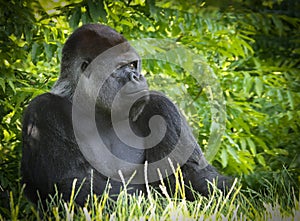 Gorillas are ground-dwelling, predominantly herbivorous apes