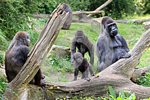 Gorillas photo