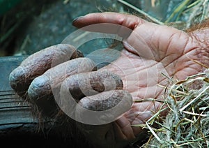 Gorillas hand