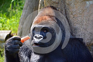 Gorillas are the largest extant species of primates.