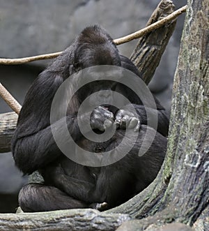Gorillas Socializing