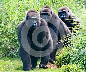 Gorillas On A Trail