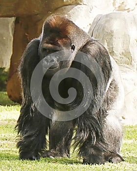 Gorillas in a zoo, predominantly ground-dwelling great apes that inhabit the tropical forests of equatorial Africa