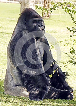 Gorillas in a zoo, predominantly ground-dwelling great apes that inhabit the tropical forests of equatorial Africa