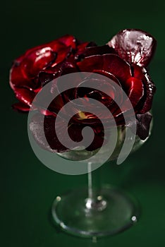 Gorizia, also known as Rosa di Gorizia, an expensive and valuable variety of Italian radicchio.