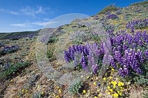 Gorman Wildflower photo