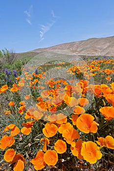 Gorman Wildflower photo