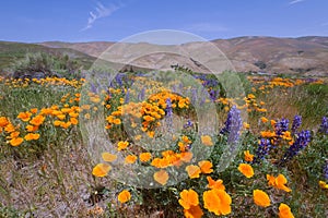 Gorman Wildflower photo