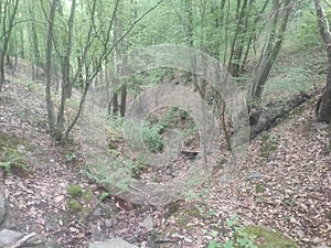 Gornji Milanovac Takovo Serbia mountain Treska vegetation