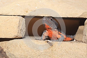 Gorongosa girdled lizard photo