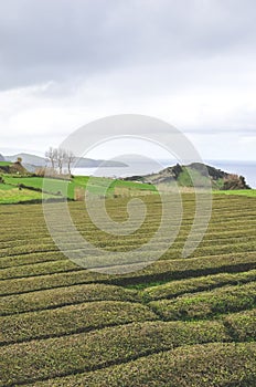 Gorreana Tea Plantation in Sao Miguel Island, Azores, Portugal. Tea fields surrounded by green landscape. Overcast sky. Tea