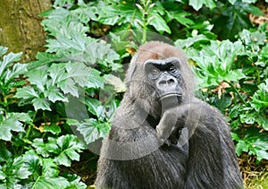 Gorrilla at Melbourne zoo