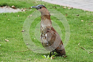 Gorsachius melanolophus