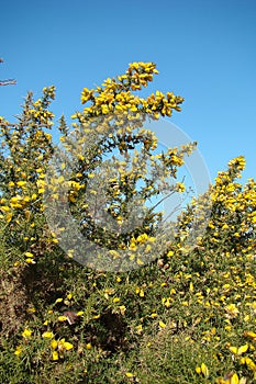 Gorse