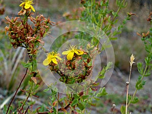 Gorse