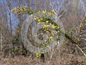 Gorse aka Ulex europaeus in flower, narrow depth of field in natural setting. Nature in spring.