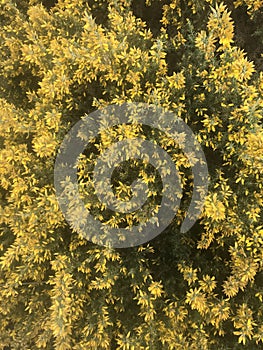 Gorse in andalucia, Spain, yellow flowers, weeds