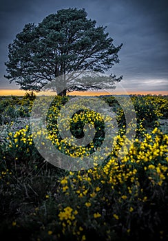 Gorse blossom in New Forest England