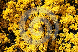 Gorse Blossom on west coast shoreline Scotland