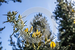 Gorse in Bonny Glen in County Donegal - Ireland