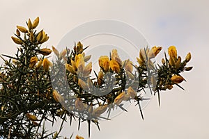 Gorse branch in bloom