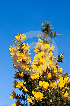 Gorse bush against a blue sky