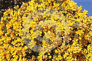 Gorse bush in flower in close up