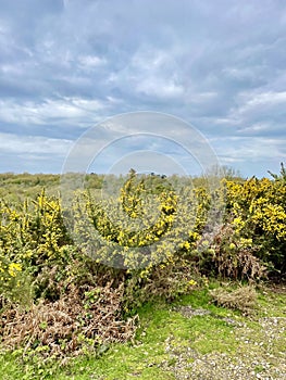 Gorse bushes in spring on heathland