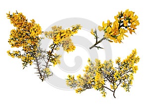 Gorse de Provence in bloom, on white background.