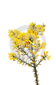 Gorse flowers and foliage