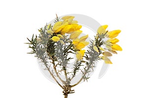 Gorse flowers and foliage