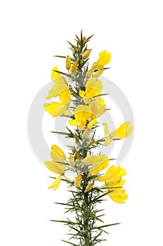Gorse flowers and foliage