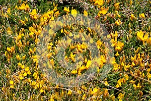 Gorse flowers near the coast